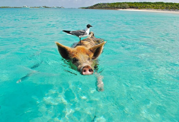 Nagez avec les cochons à Staniel Cay